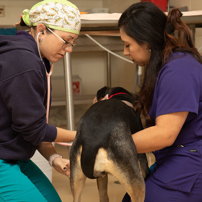 Two veterinary professionals examine a dog on an examination table in a clinic.