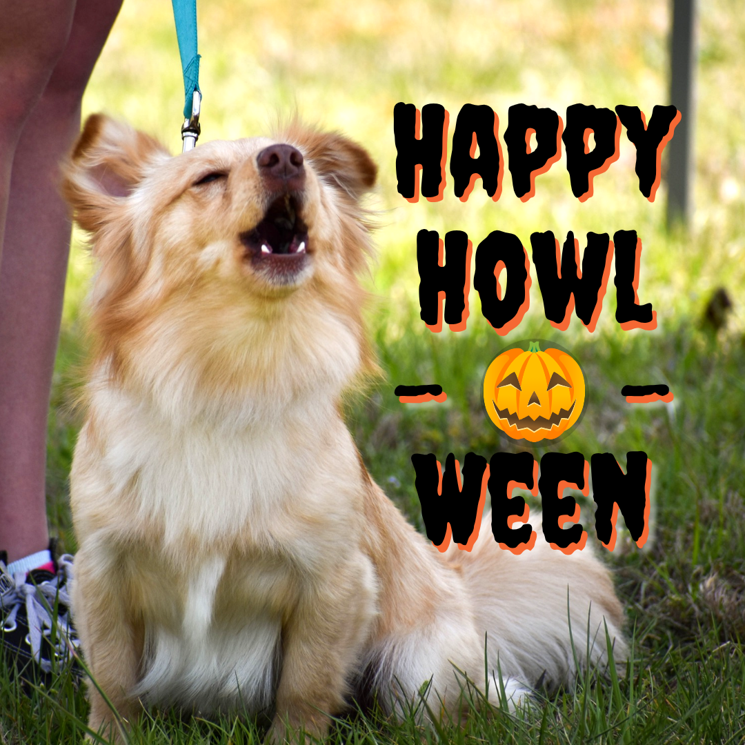 Dog sitting on grass with a blue leash, text reads 'HAPPY HOWL- WEEN' and a pumpkin emoji for Halloween.
