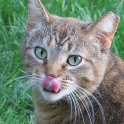 cat-g43f0574e3_640
