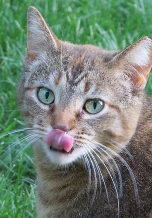 cat-g43f0574e3_640